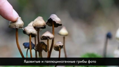 Ядовитые-и-галлюциногенные-грибы-фото-абстракт1280х800